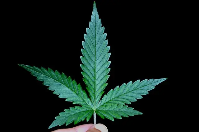 Effects of Weed on Semen Retention Progress: Weed and Semen Retention